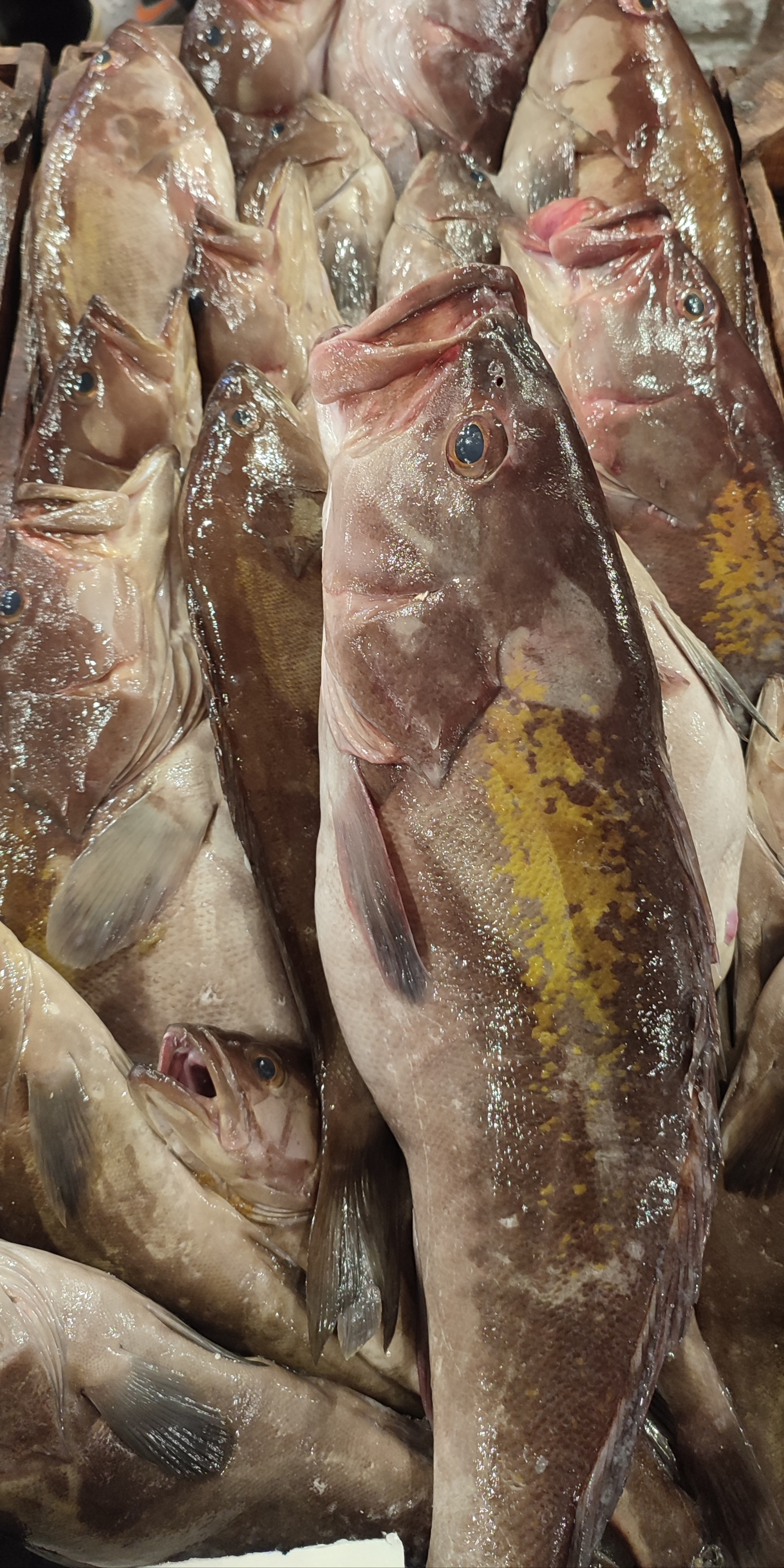 Yellowfin Grouper - وقار جرادي